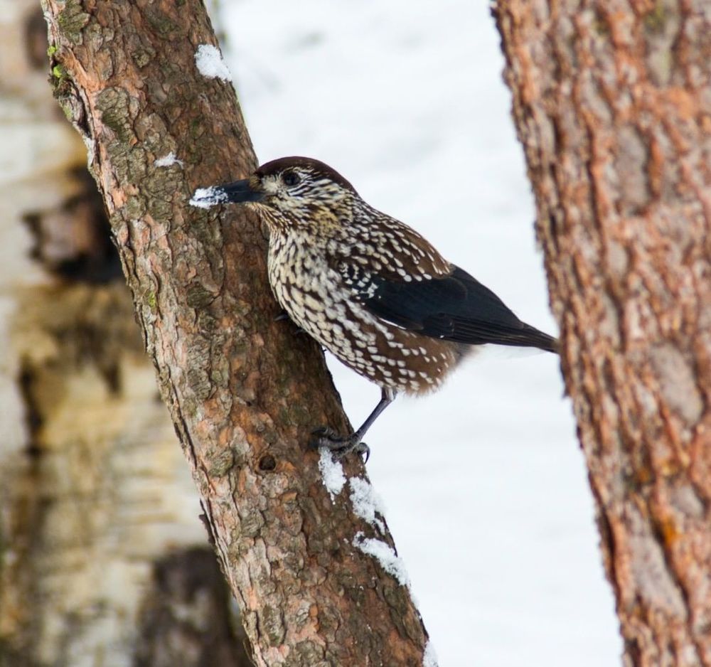 Птичка кедровка – неутомимый борец за распространение сибирского кедра.