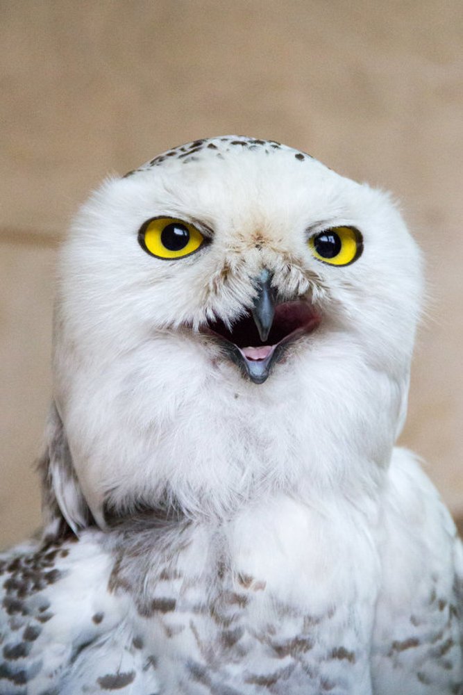 Полярная сова.