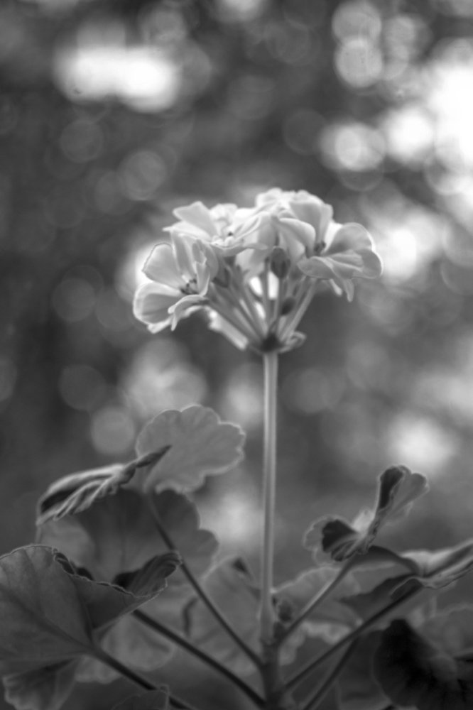 Магия растений