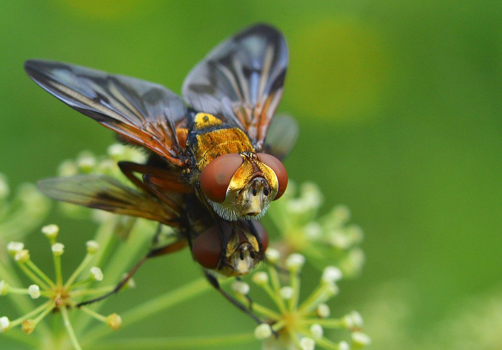Слегка не брит...