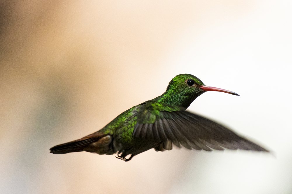 Flying Hummingbird