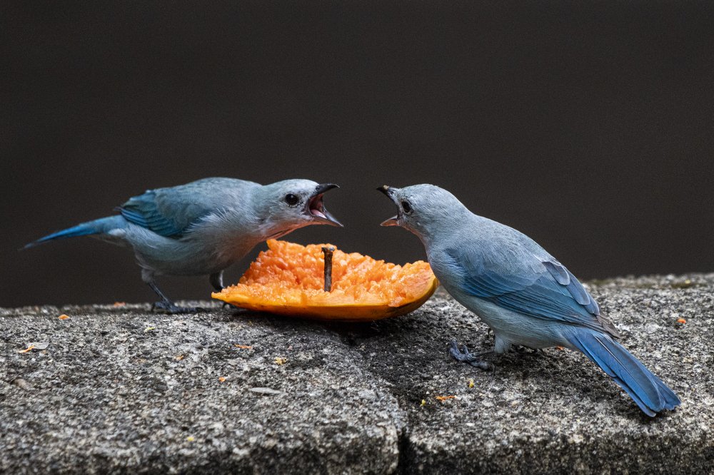 Blue-gray tanager fighting