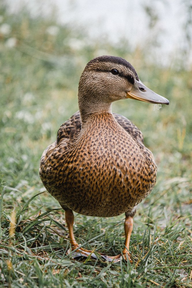 Photograph by Оксана Корчагина