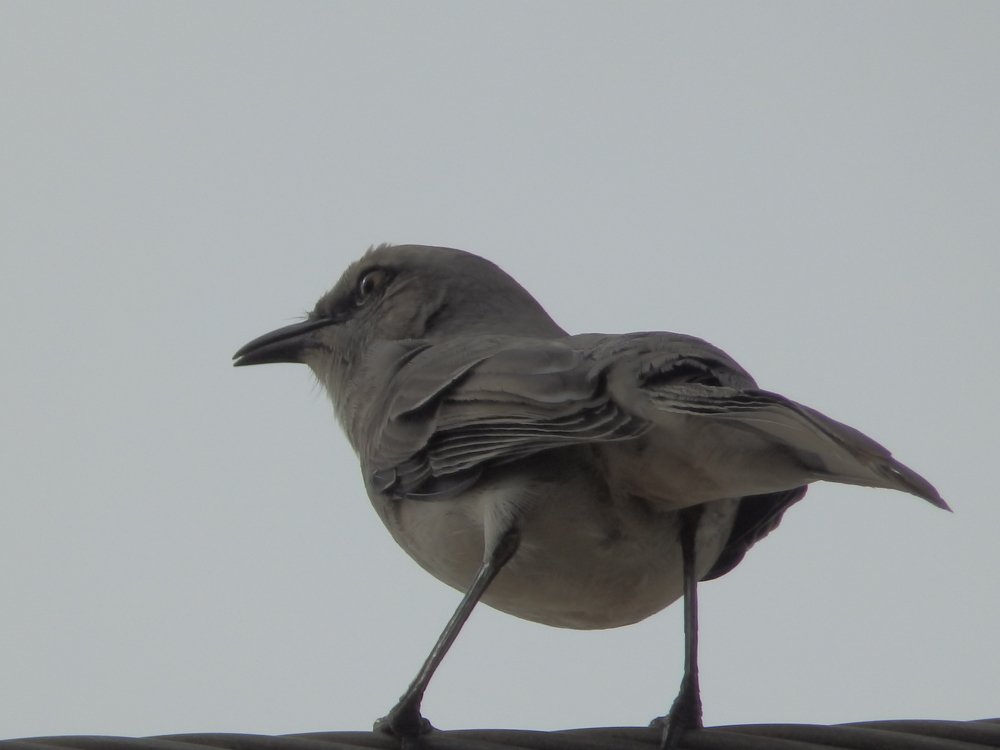 Photo #4895790