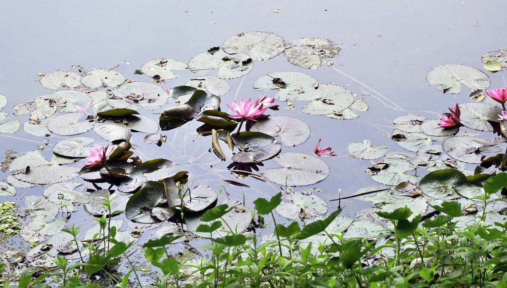 Photograph by Md Rizwanullah Shuvo