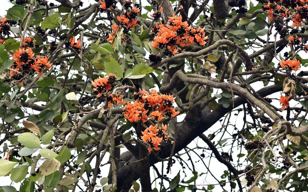 Photograph by Md Rizwanullah Shuvo