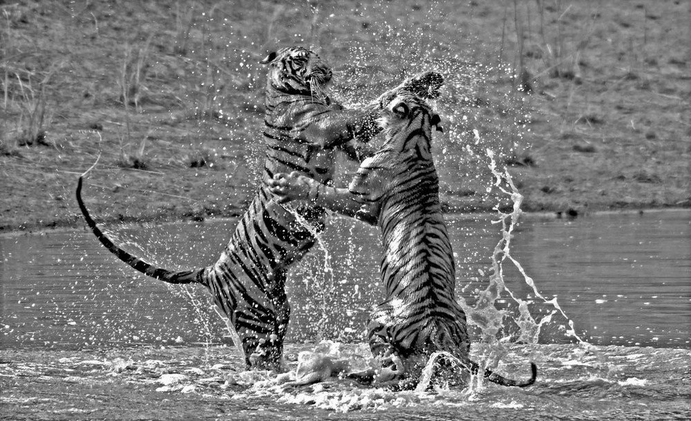 Photograph by Nirmalya Chakraborty