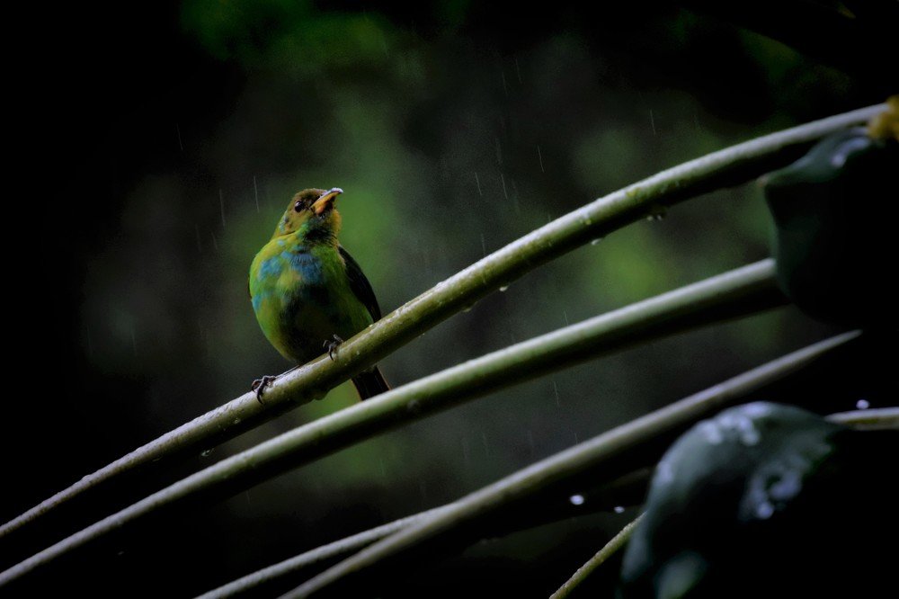Saíra azul (Dacnis Cayana)