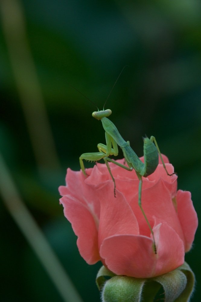 О прекрасном...