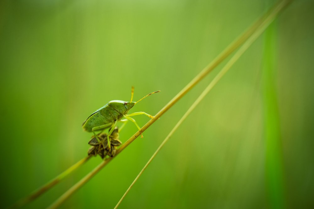 Photograph by Juraj Šulek