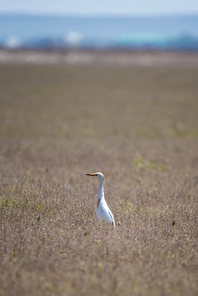 Photograph by rashtipour