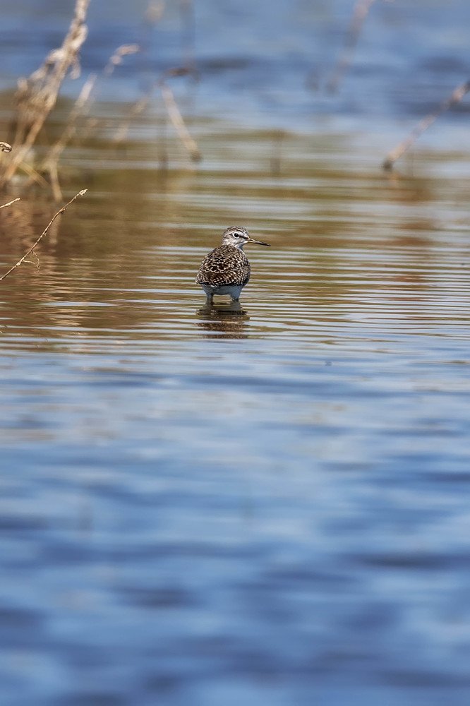 Photograph by rashtipour