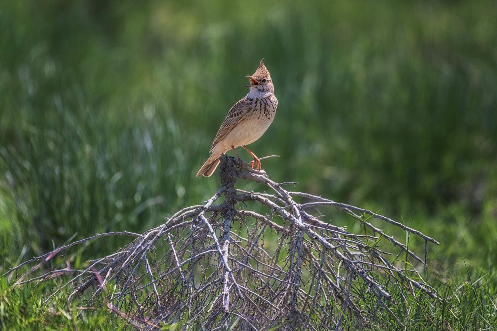 Photograph by rashtipour