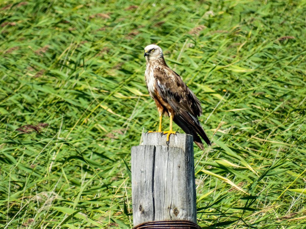 Photograph by Григорий Сергеевич