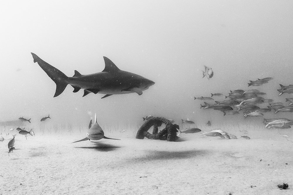 Фотография автора Rolando di lauro