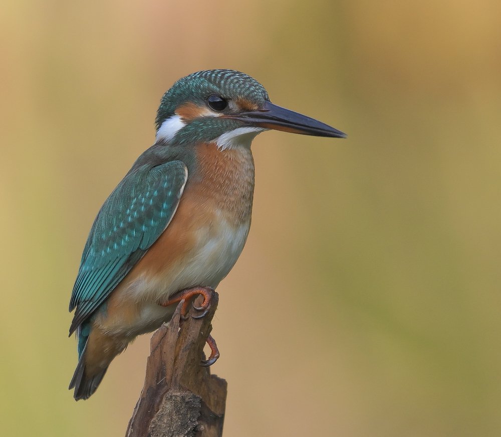 Photograph by Виктор Бондарев