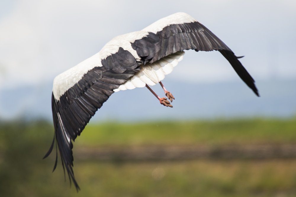 Photograph by Jelena Potrebic