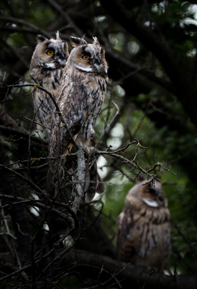Owls