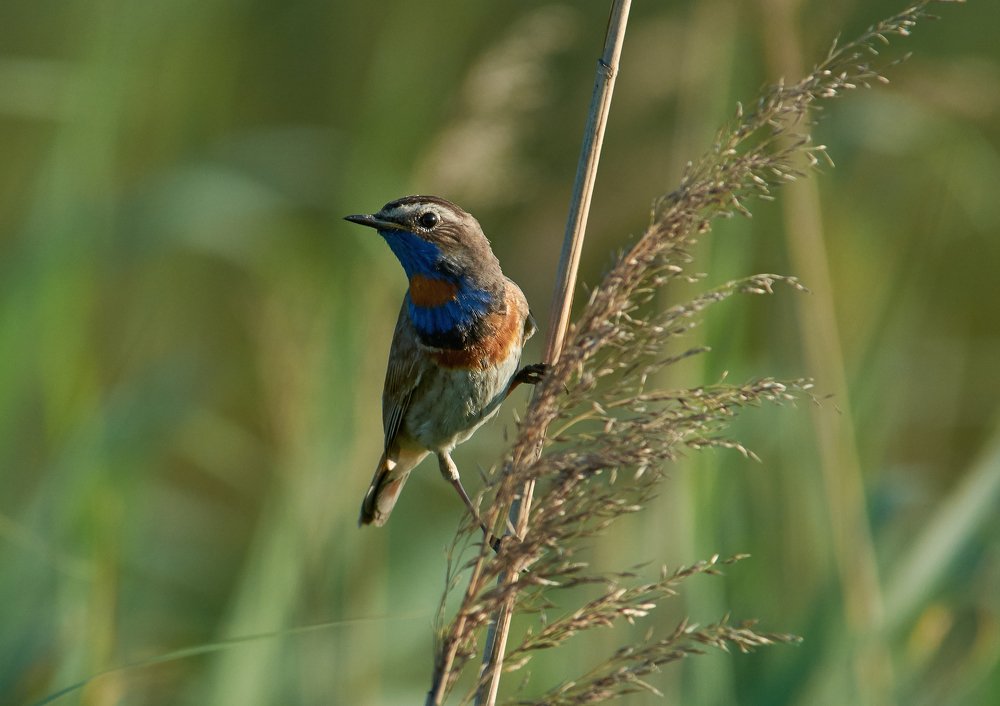 Варакушка на передышке