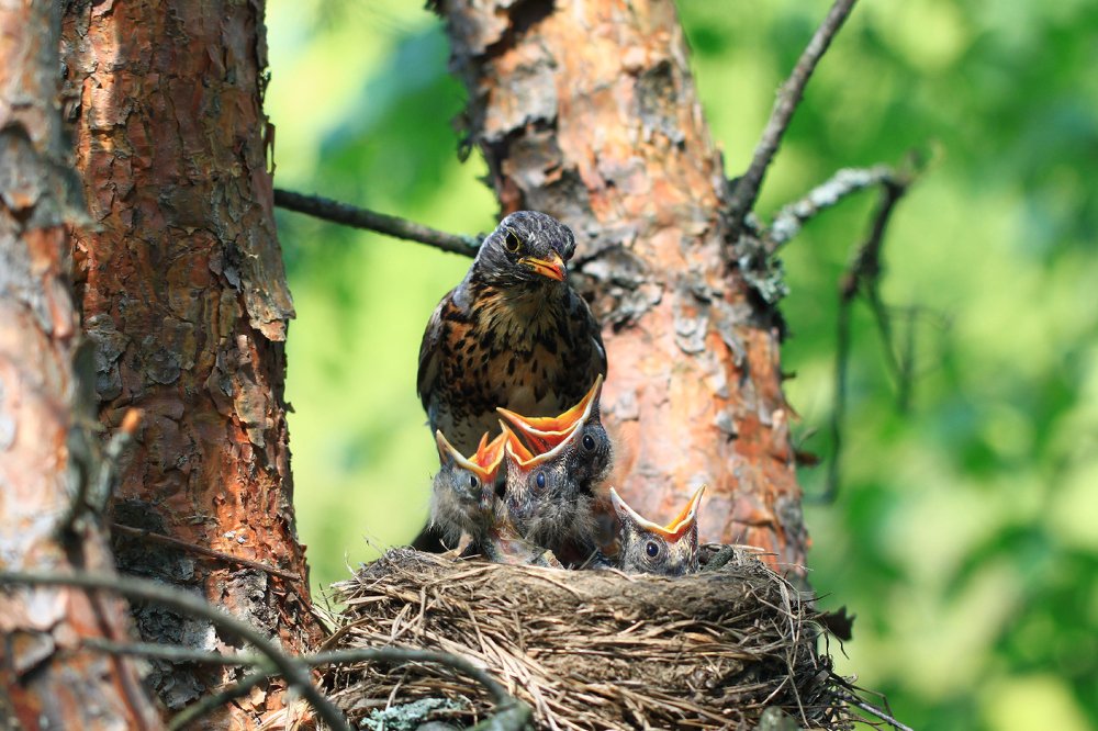 Photograph by Алексей Федулов