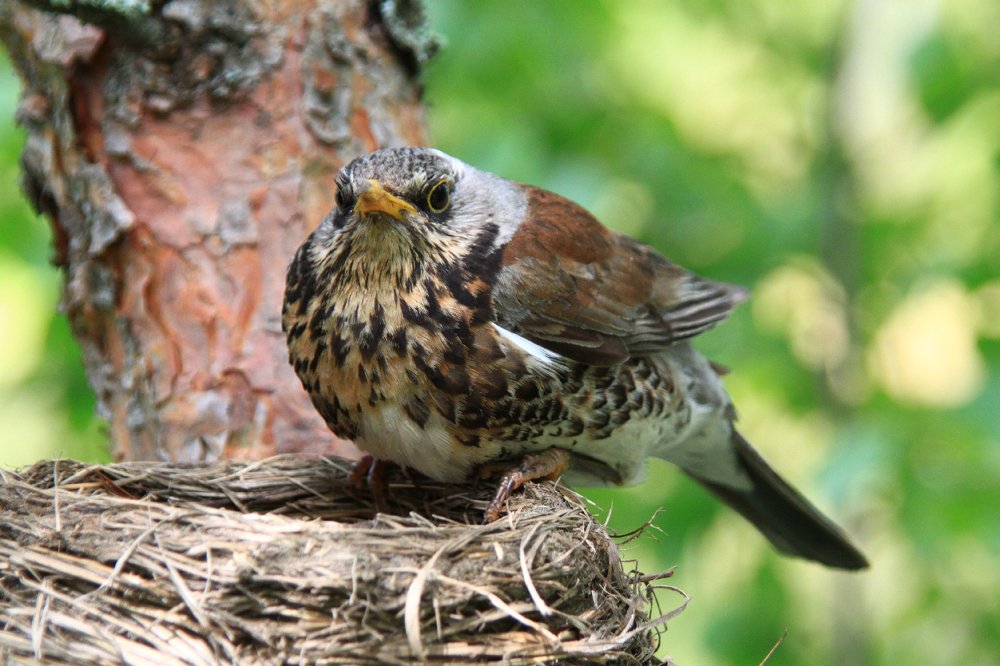 Photograph by Алексей Федулов