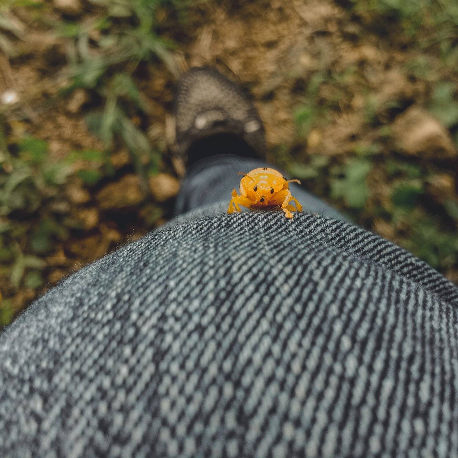 Lady Bug