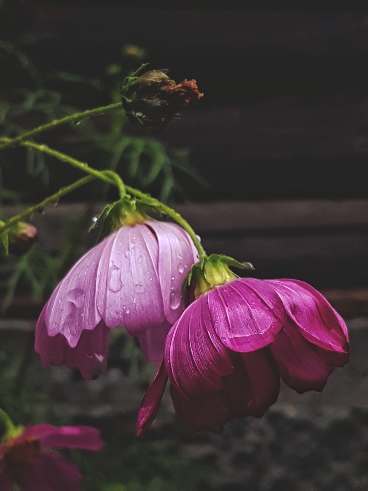 Photograph by Анна Нуразян