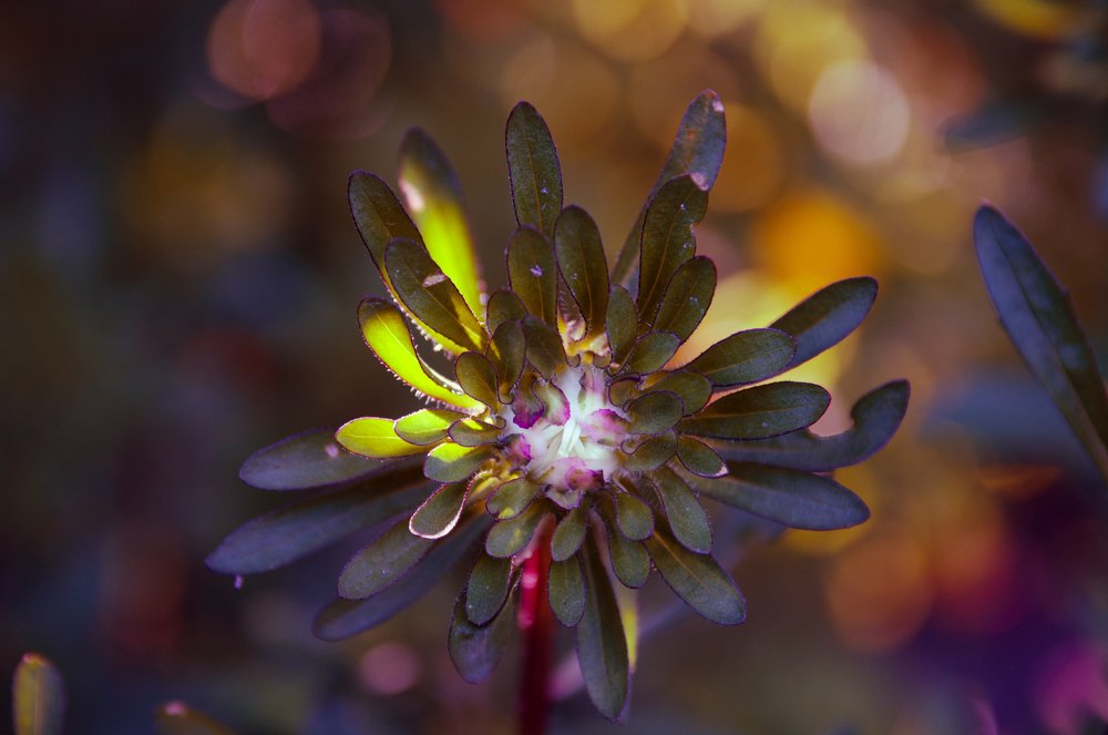 Photograph by Анна Нуразян