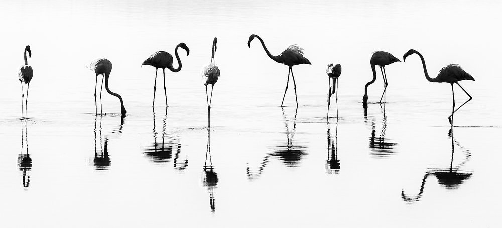 flamingos
