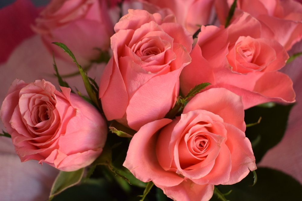 Розовый цвет и розы