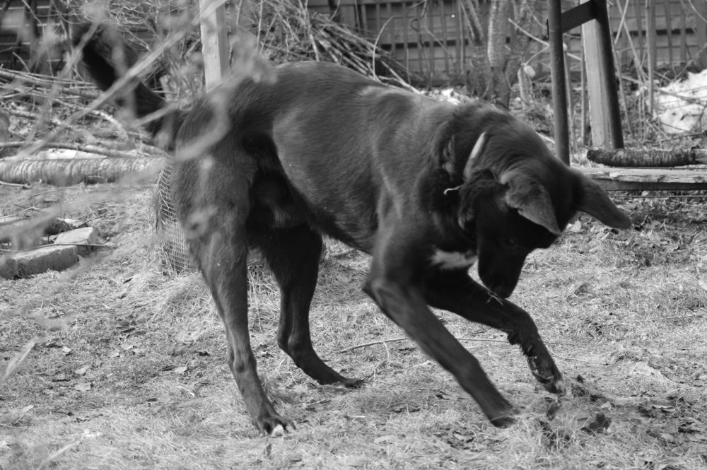 Арчи и насекомое