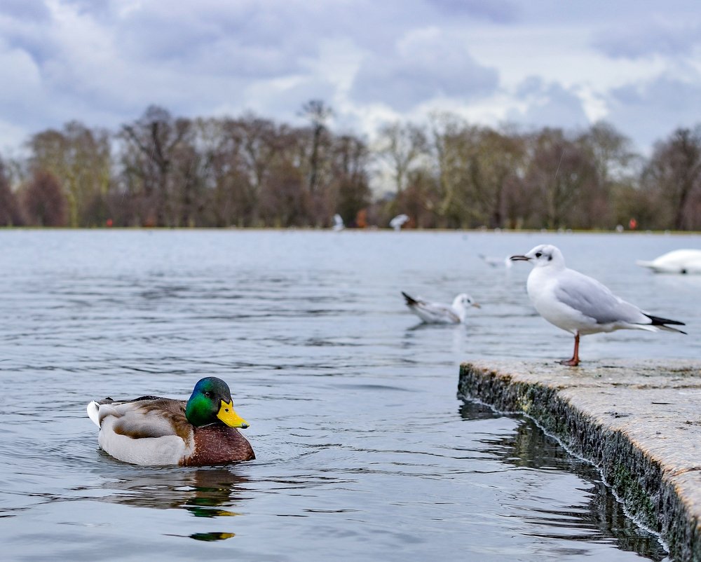 Photograph by Сергей Глухарев