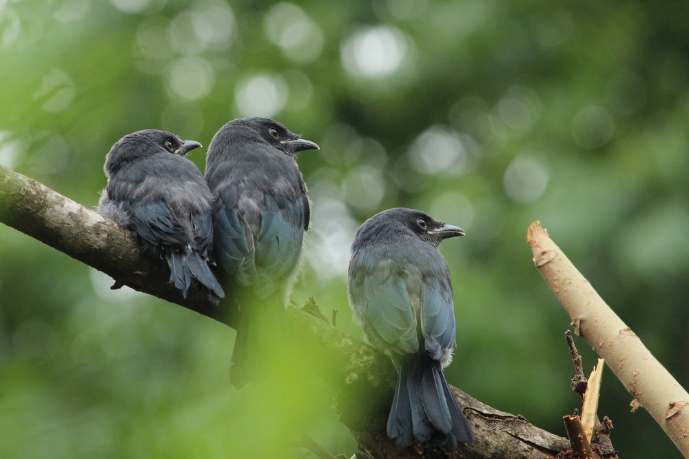 Black Drongo