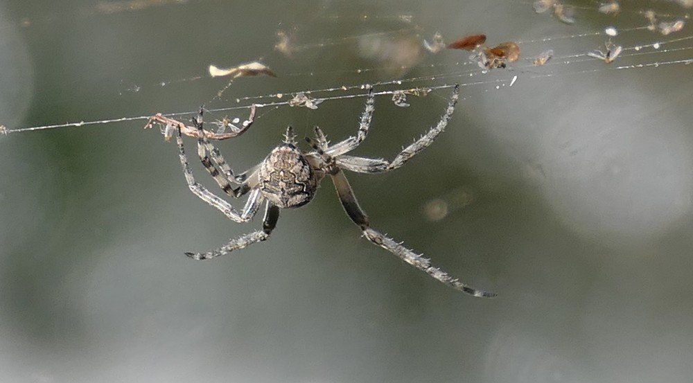 Photograph by Елена Плахотько