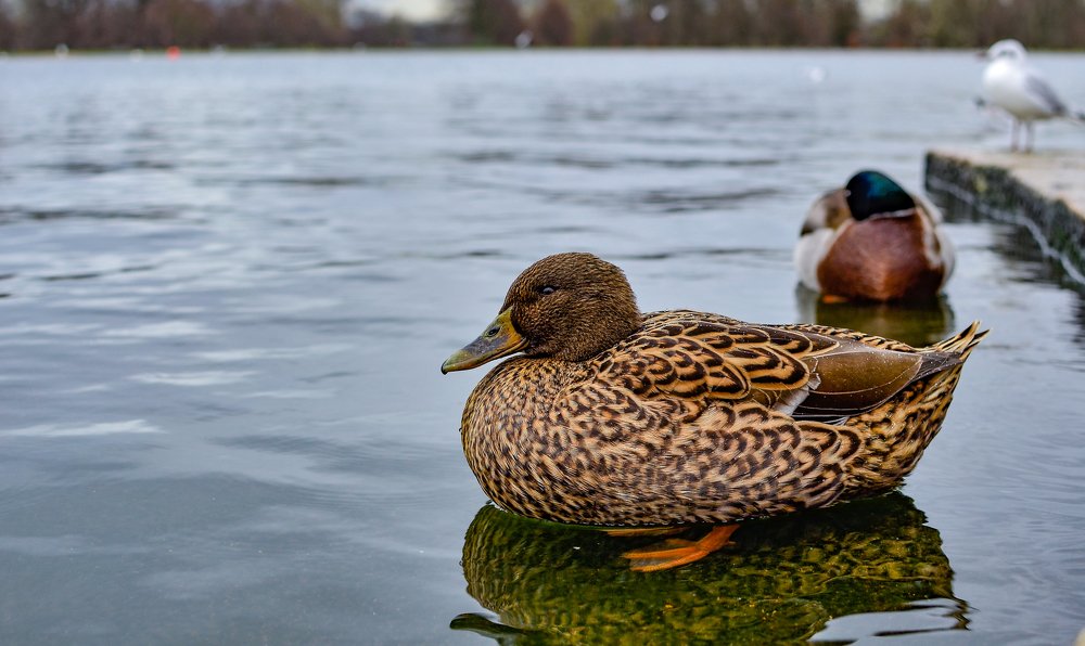 Photograph by Сергей Глухарев