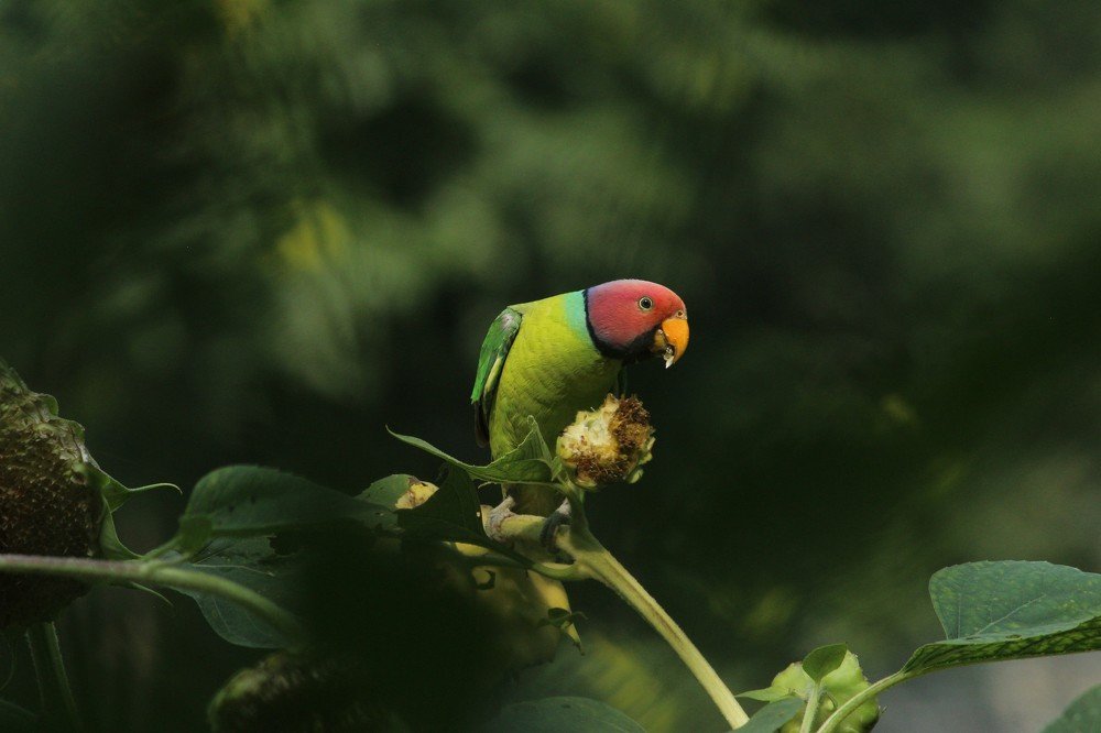 Plum-Headed Parakeet