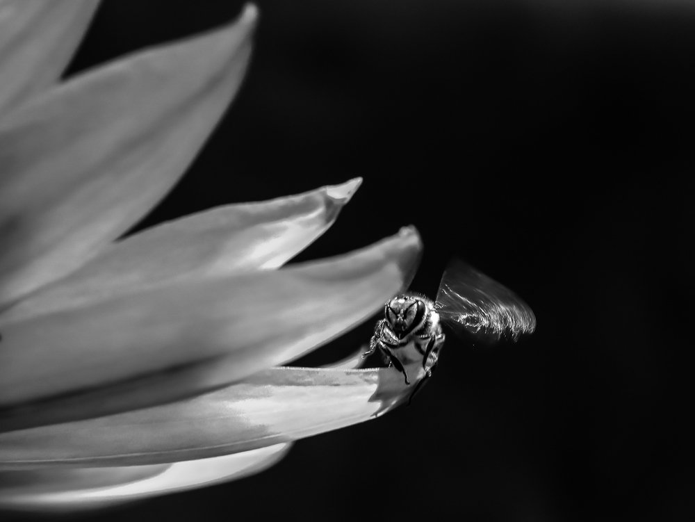 The Modern Spiderman