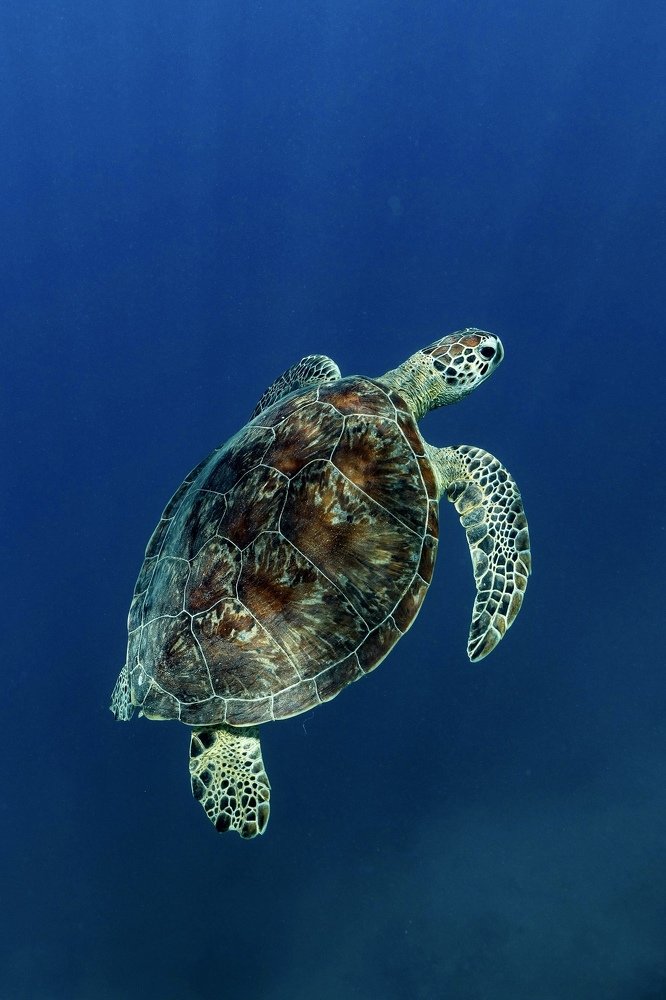 Photograph by Serge Melesan