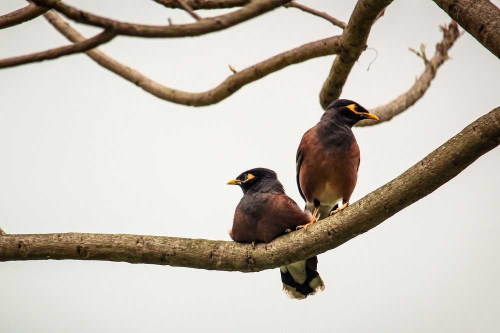 Common Myna