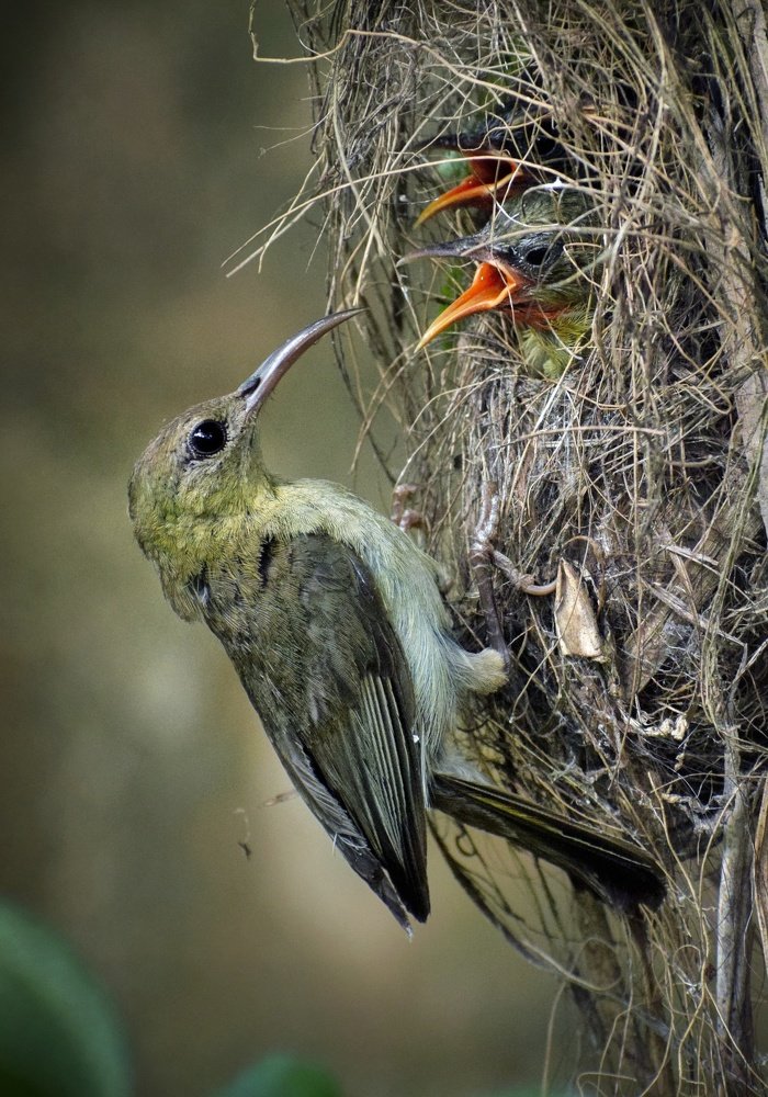 Mother sunbird feeding her babies