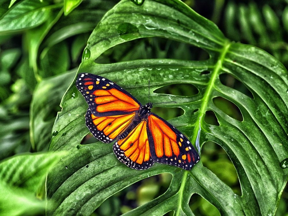 Photograph by advokatkijashko