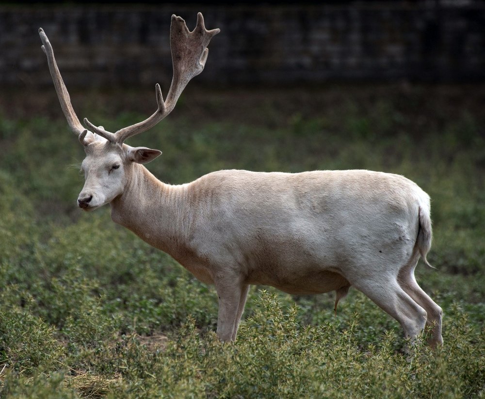 Photograph by advokatkijashko