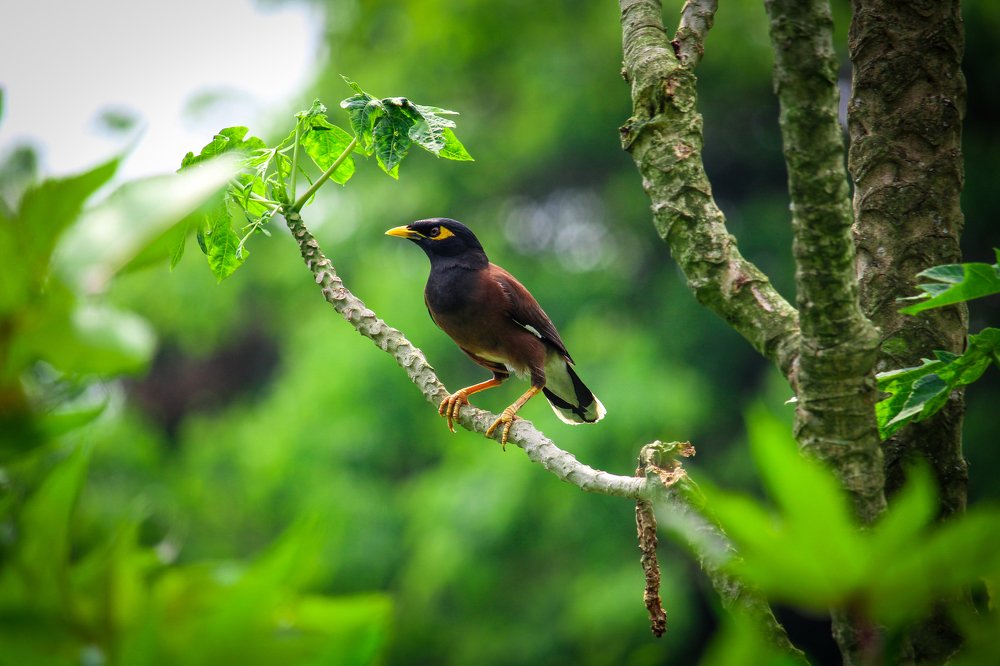 Common Myna