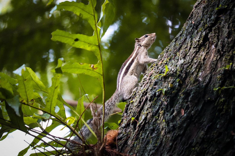 Three-striped Palm Squirrel