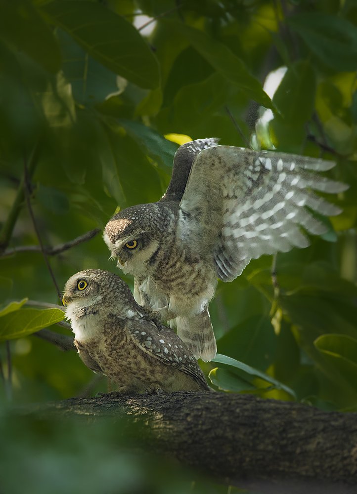 Фотография автора Arijit Mondal