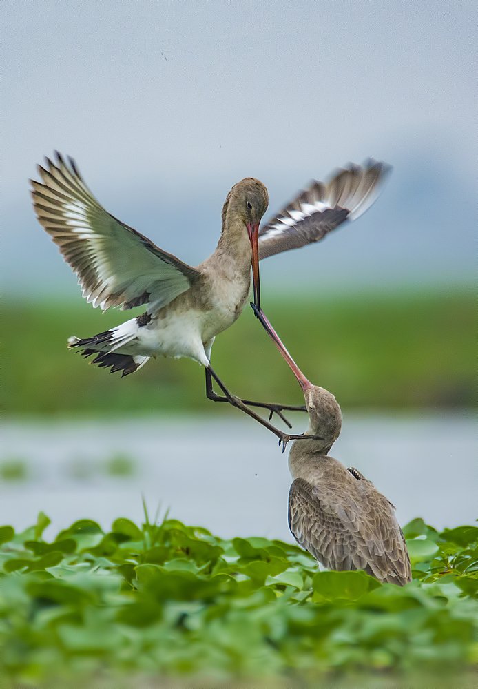 Фотография автора Arijit Mondal