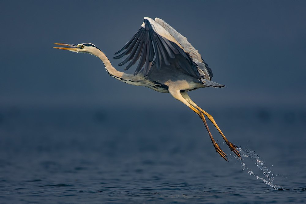 Фотография автора Arijit Mondal