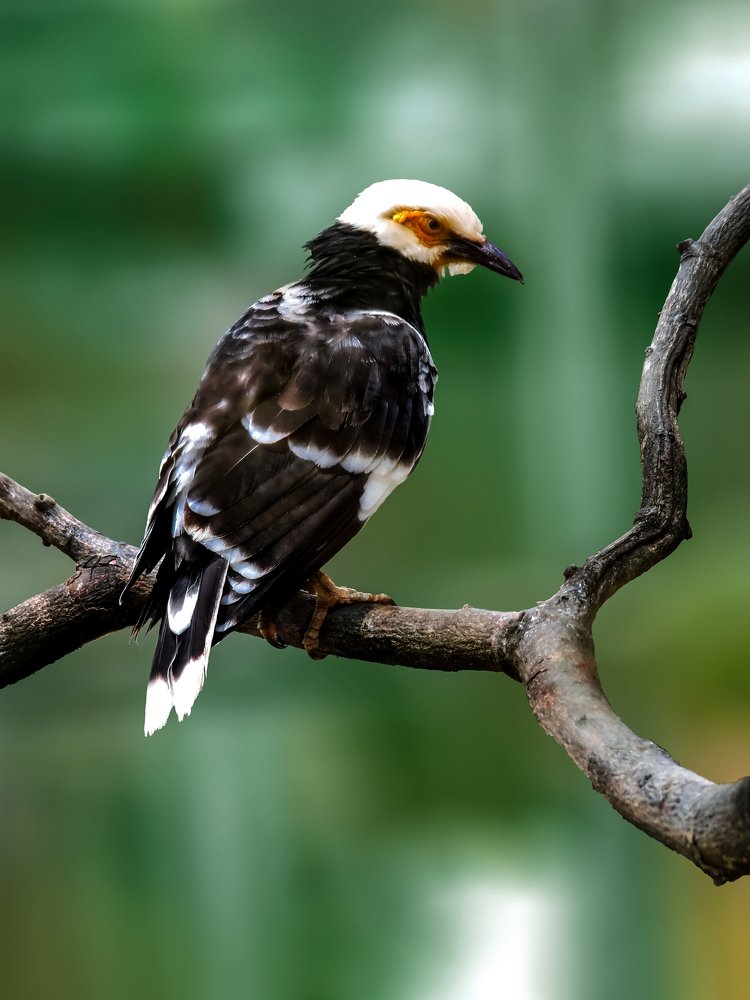 Photograph by Marciela Branco