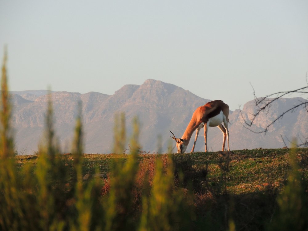 Springbok eating