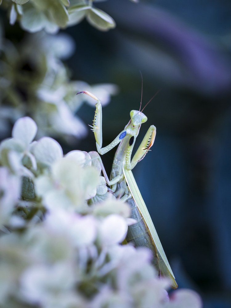 Photograph by Алла Вовк